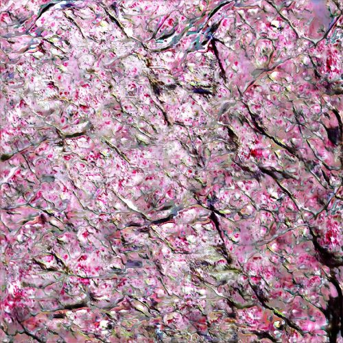 nero cosmos ©2021 cherry blossom